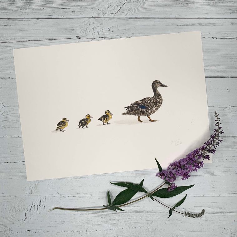 mother duck ducklings 1